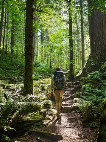 Firefly Jemand der in einem Wald wandern geht